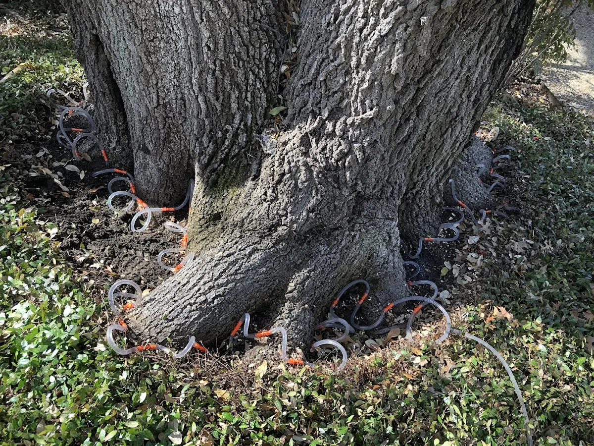 Detailed Tree Cabling and Bracing job site in Guys