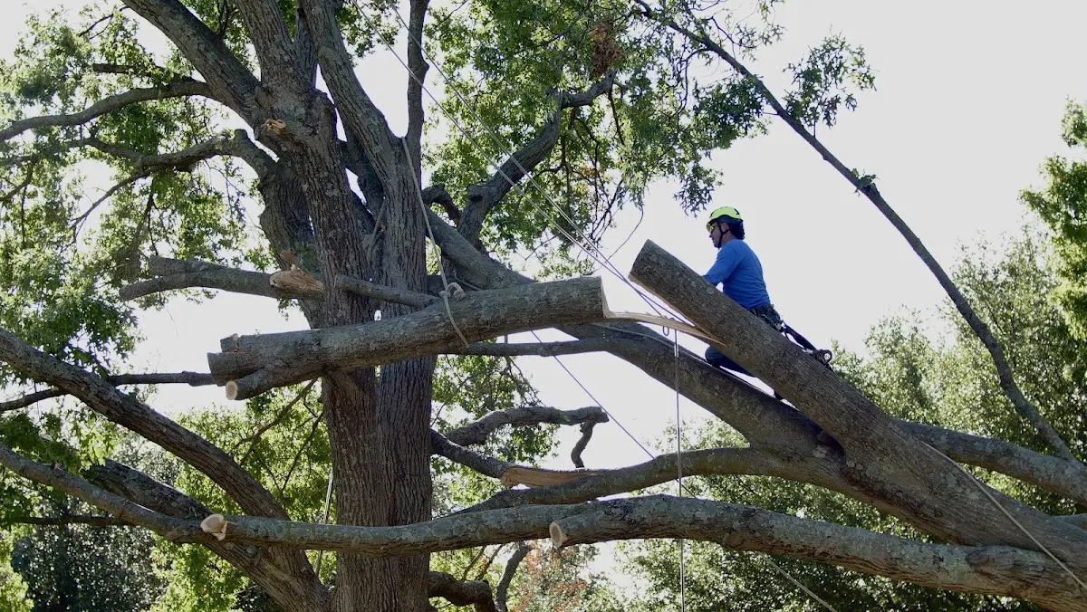 Professional Hazardous Tree Removal performed by certified arborists in Guys