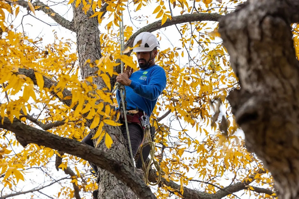 Skilled Tree Trimming crew working in Guys